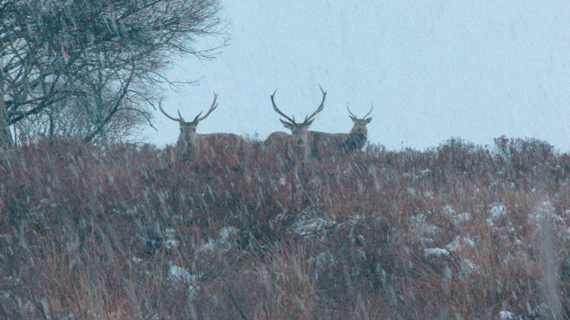 Three deer in a snowy landscape, image courtesy of the artist